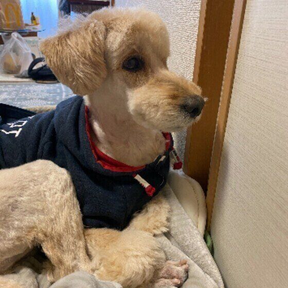 くつろいでいるモコちゃん