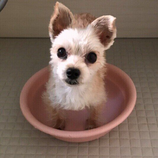 足湯に入っているパンジーちゃん