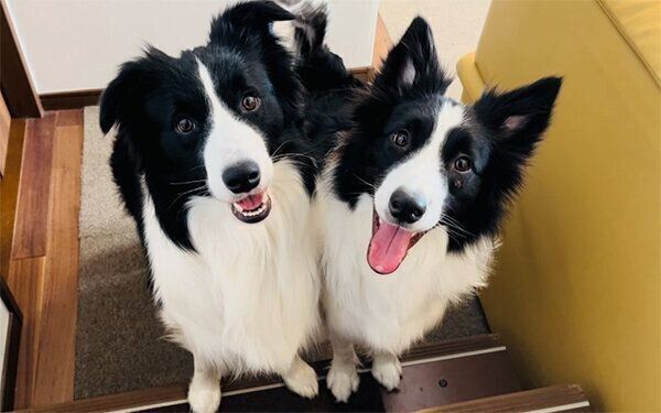 ニコニコのチロルくんとノエルちゃん