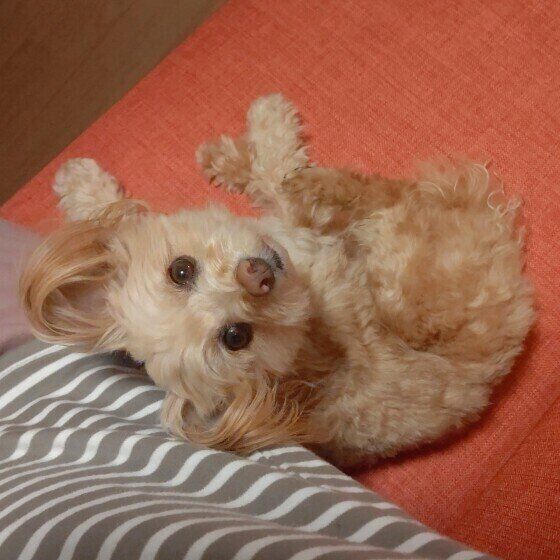 飼い主さんの隣にピッタリくっつく小型Mix犬