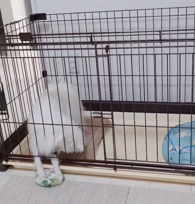 おもちゃを取ろうとするおこめちゃん