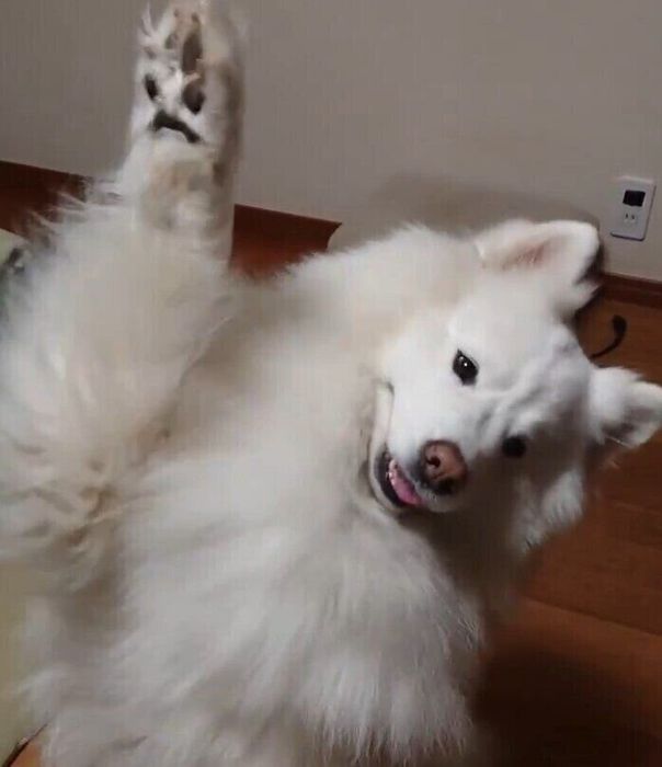 前足を挙げるサモエド
