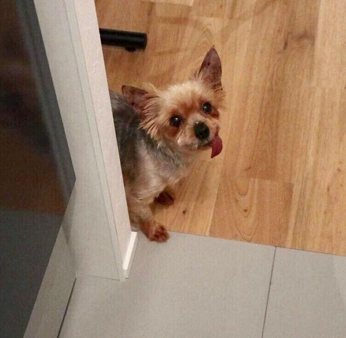 お迎え当初から、キッチンにいる飼い主さんをのぞき込むからあげちゃん。