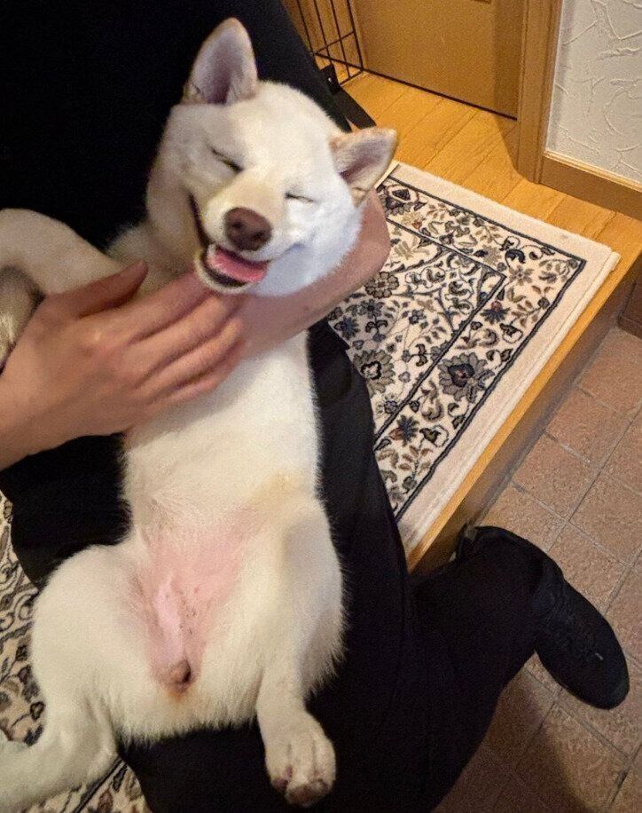 苦手な足拭きを頑張るこもちちゃん