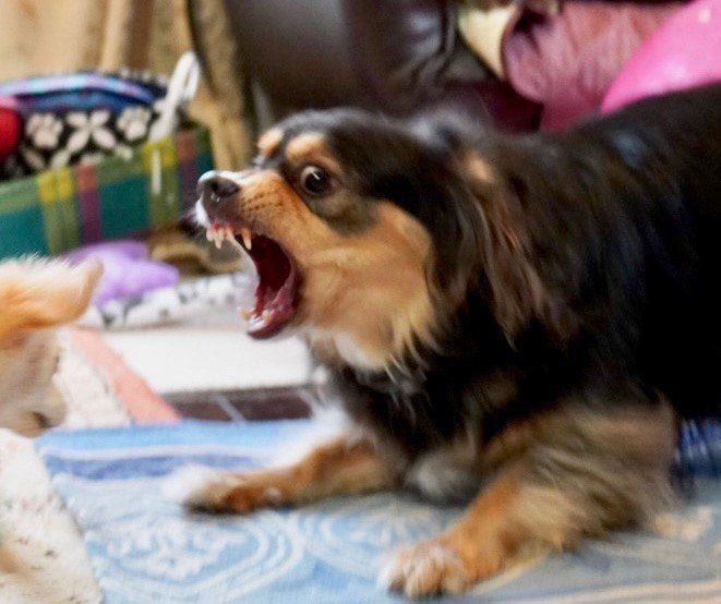 ↑やがて落ち着いて問題がなくなるのであれば、４歳以降の問題犬はいないはず