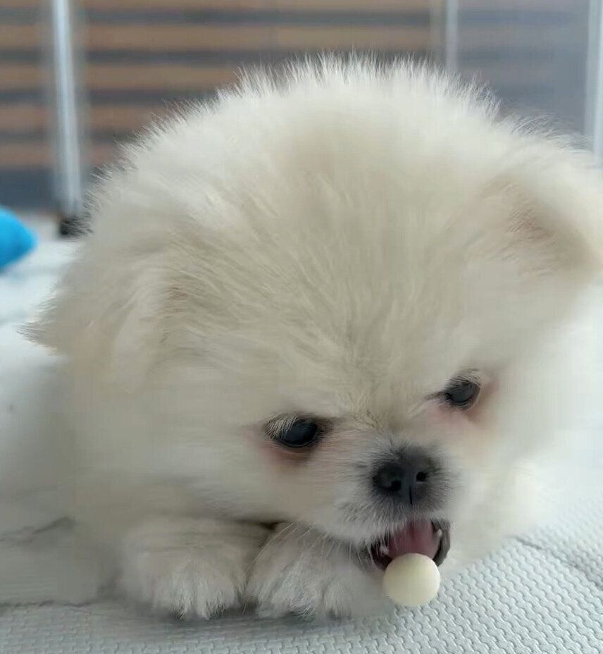 初めておやつのボーロを食べるなんこつちゃん