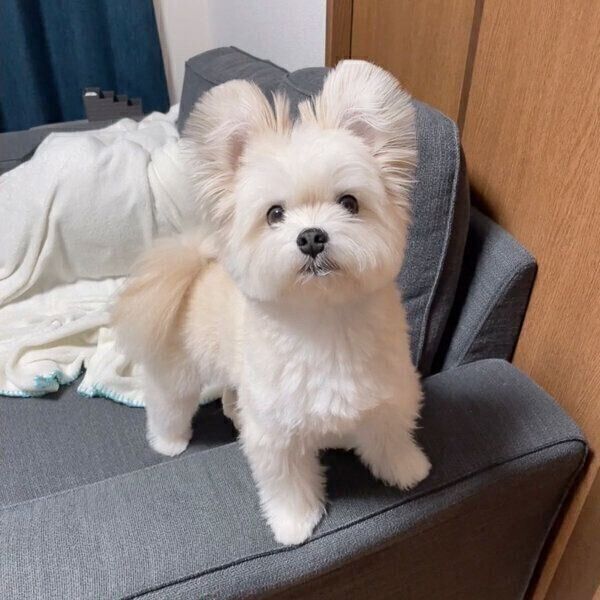 見つめるぽんたくん