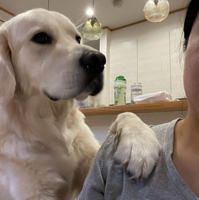 飼い主さんの肩に前足を置くフィーカくん