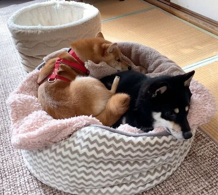 犬用ベッドに入る2頭の柴犬