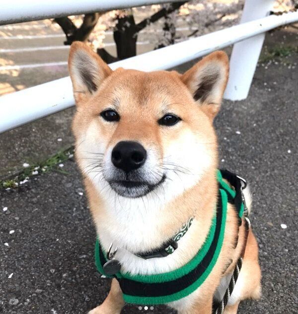 見つめる蘭丸くん