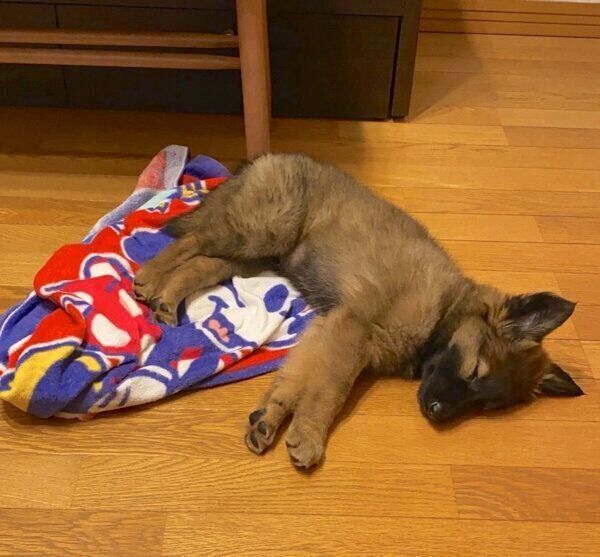 気持ちよさそうに眠るくま子ちゃん