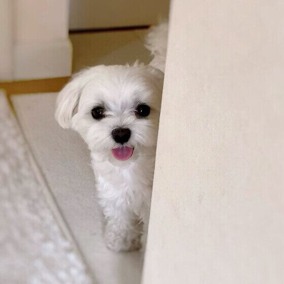 玄関で飼い主さんをお見送り中のワンちゃん