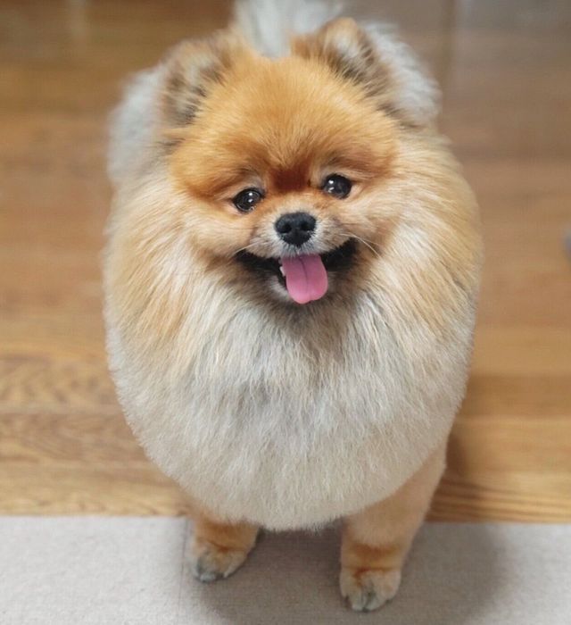 笑顔が可愛いくるみちゃん