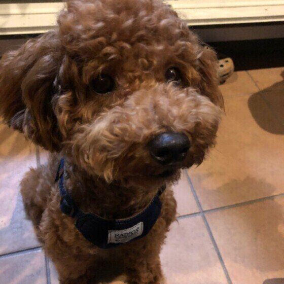 見つめるトイ・プードル