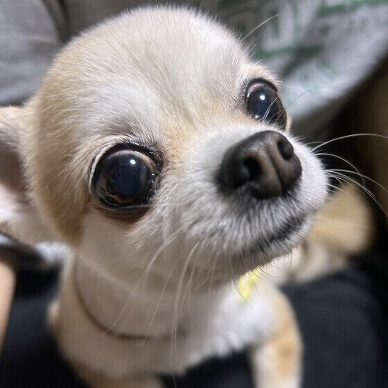 初対面の犬への接し方と注意点とは？ 犬と仲良くなる接し方のコツ いぬのきもち