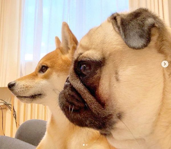 横顔が美しい柴犬・アキちゃんとパグ・ラルくん