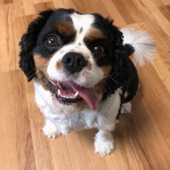 犬の 老い について 飼い主がもっておきたい心構え３つ いぬのきもちweb Magazine