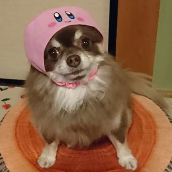 見つめるチワワ