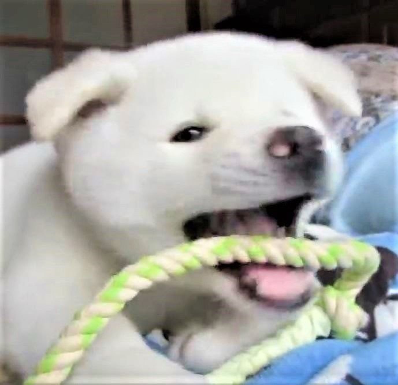 シロクマじゃないよ もふもふ白くてしっかりボディ 可愛すぎる秋田犬の子犬 いぬのきもちweb Magazine シロクマじゃないよ もふもふ白くてしっかりボディ 可愛すぎる秋田犬の子犬 いぬのきもちweb Magazine