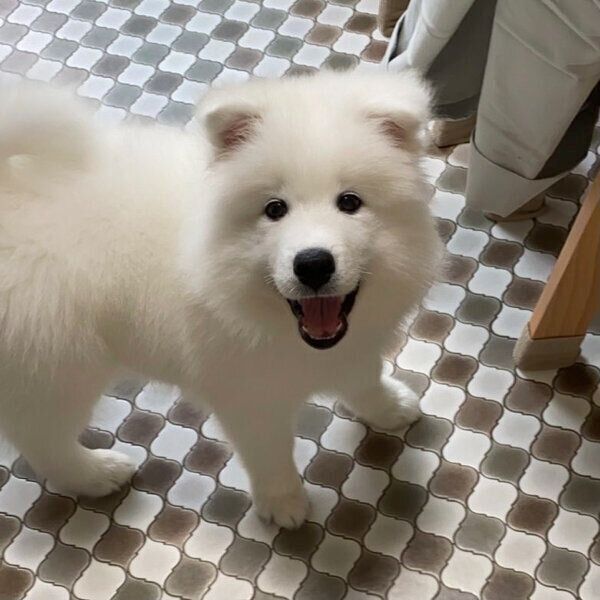 子犬時代のもものすけくん