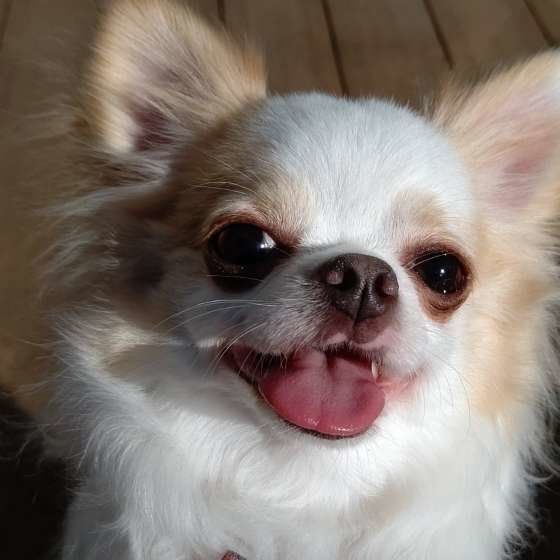 見つめるチワワ