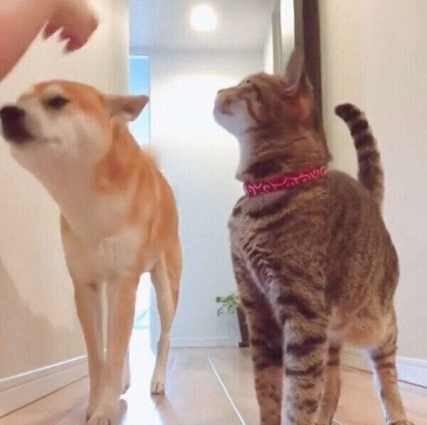 飼い主さんに「おはようのナデナデ」をしてもらうHaluくん、猫のMugiくん