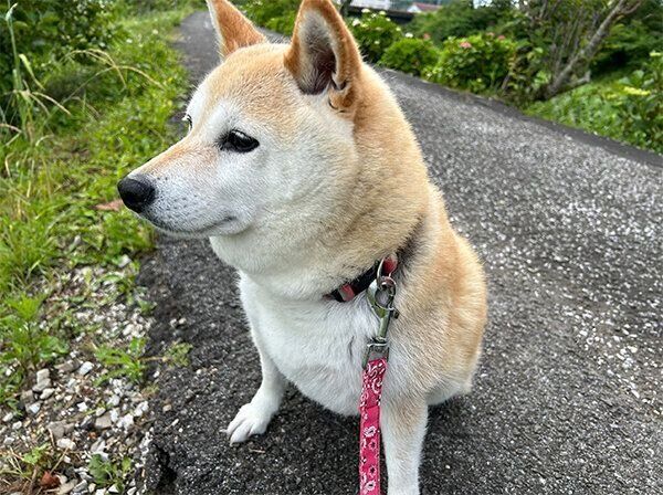 散歩するゆめちゃん