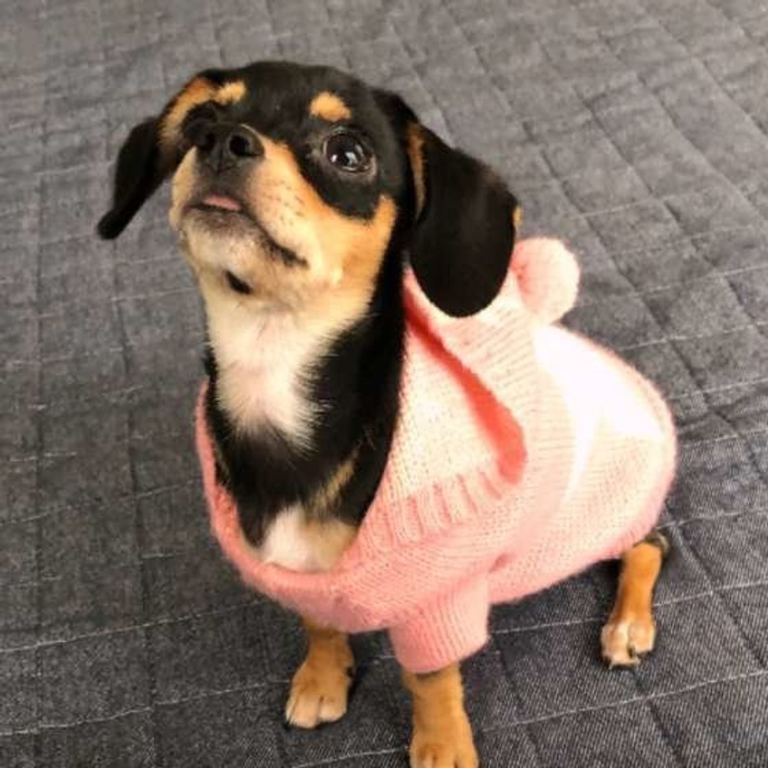 愛犬がチャイムに吠えるのはなぜ 成長しても吠える場合の対策 いぬのきもちweb Magazine 愛犬がチャイムに吠えるのはなぜ 成長しても吠える場合の対策 いぬのきもちweb Magazine