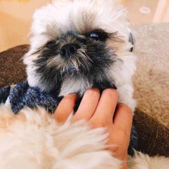 見つめるシー・ズー