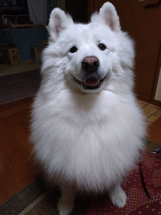 ブラッシング後のサモエド