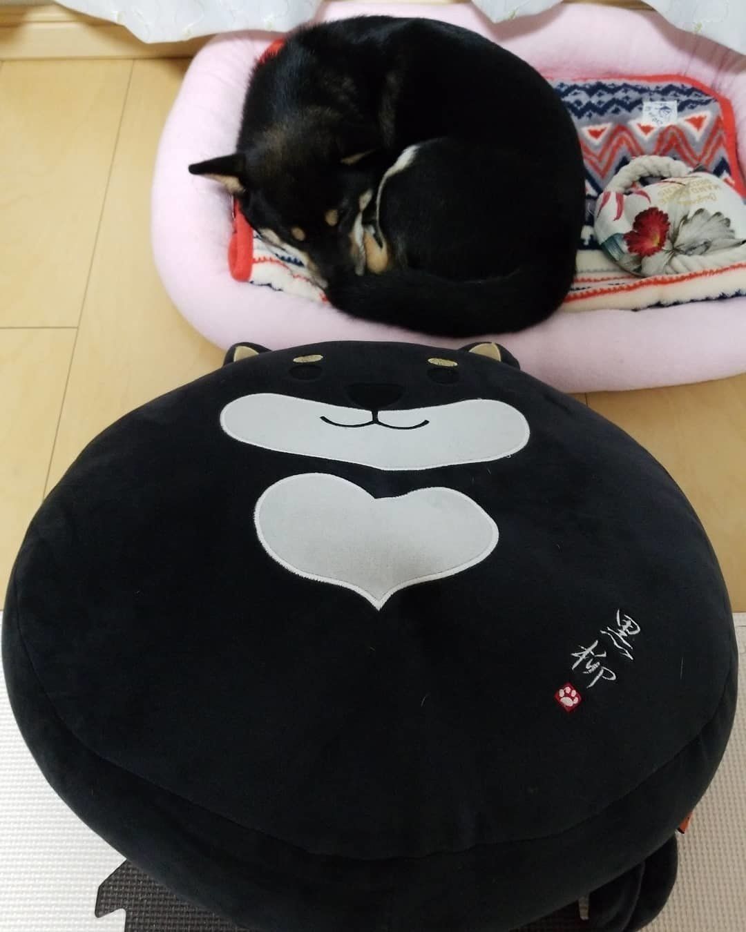 柴・りんちゃん・ワンモナイト