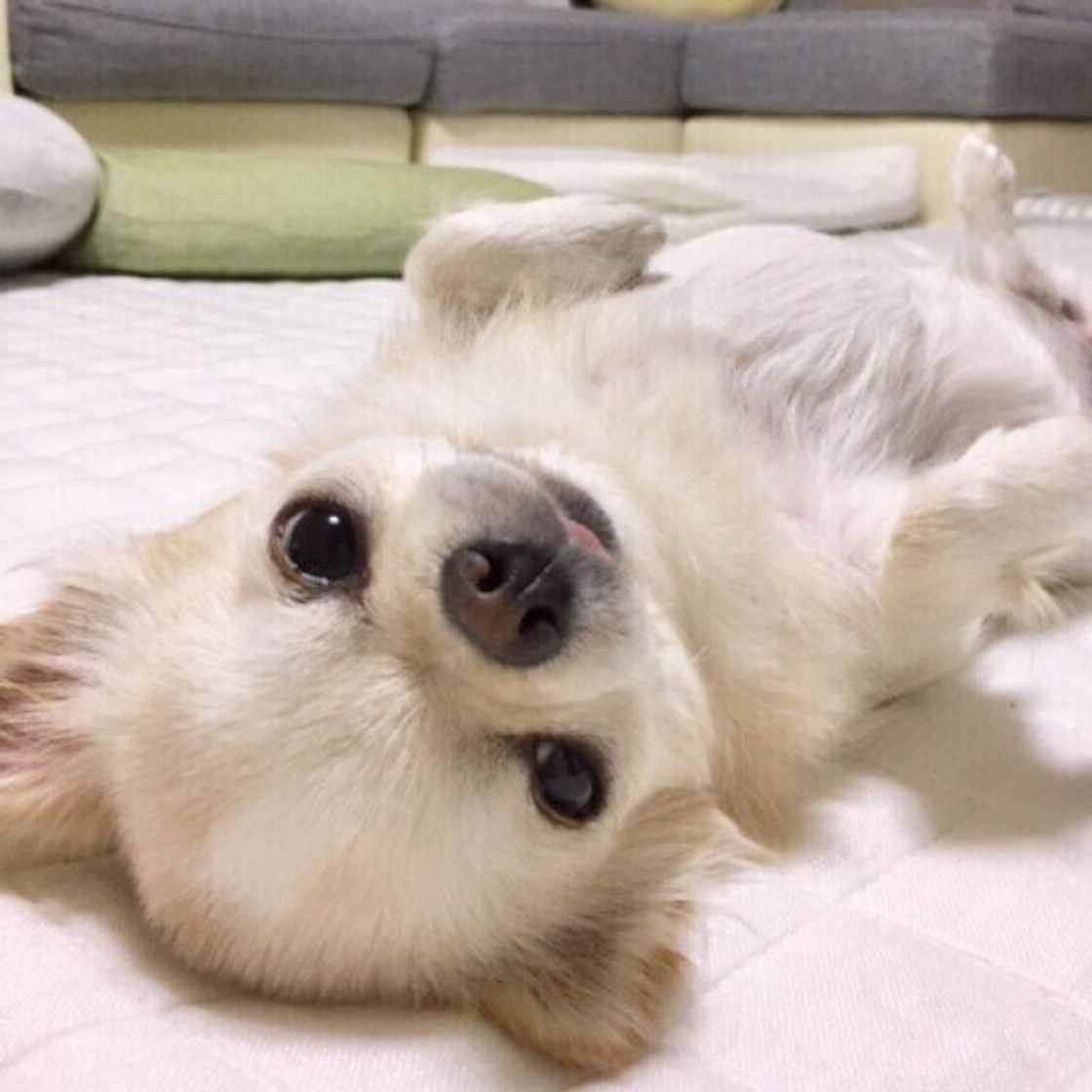 犬が ヘソ天 するのはなぜ 愛くるしいゴロ ン をご紹介 いぬのきもちweb Magazine 犬が ヘソ天 するのはなぜ 愛くるしいゴロ ン をご紹介 いぬのきもちweb Magazine