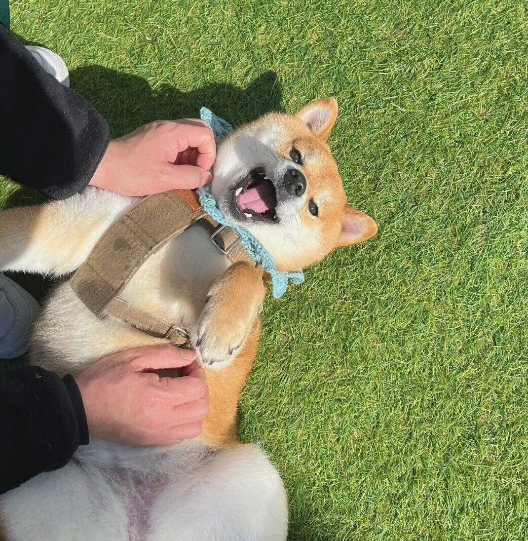 ヘソ天するうにちゃん