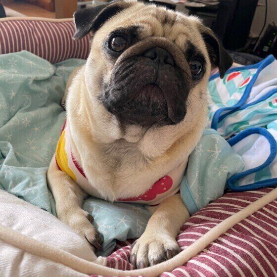 起床したてのパグ