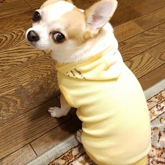 見つめるチワワ