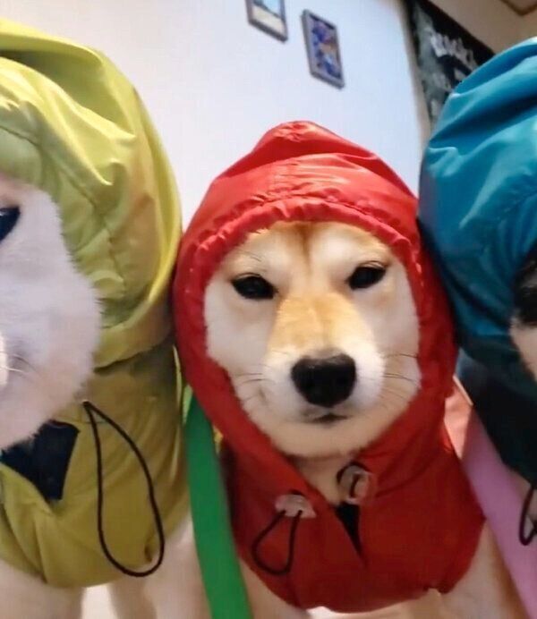 カッパを着てフリーズするサラちゃん