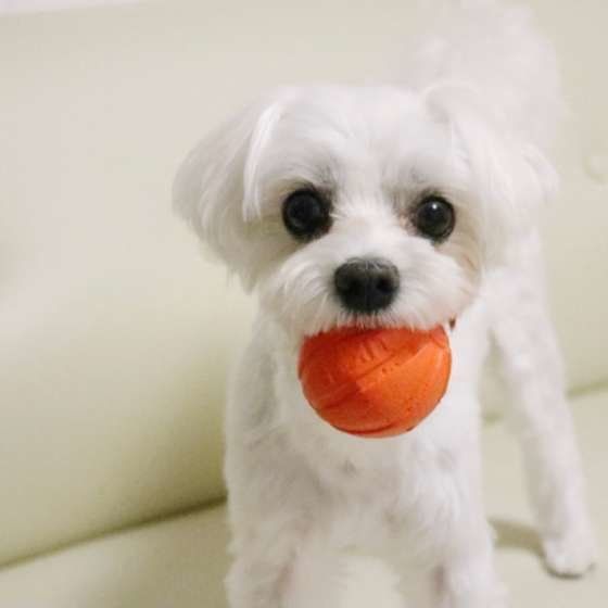 ボールをくわえるマルチーズ