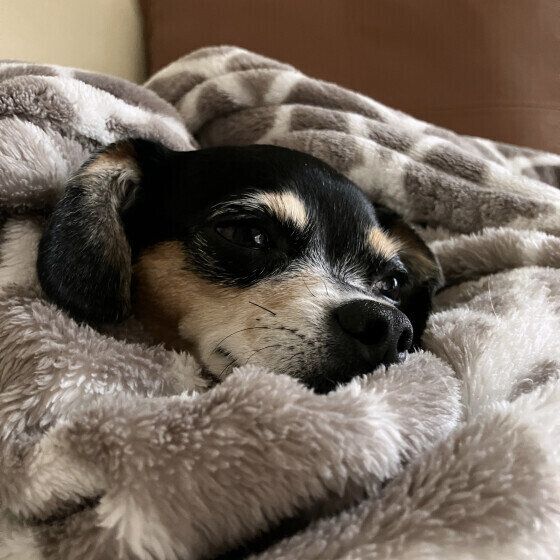 毛布にくるまるＭｉｘのぽこちゃん