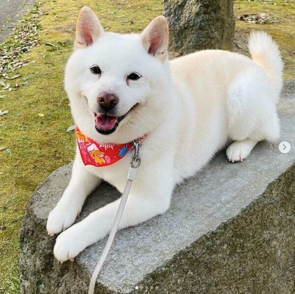 笑顔が可愛らしいきなこちゃん