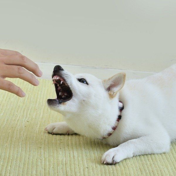 犬に噛まれたときに絶対してはいけない３つのこと いぬのきもちweb Magazine