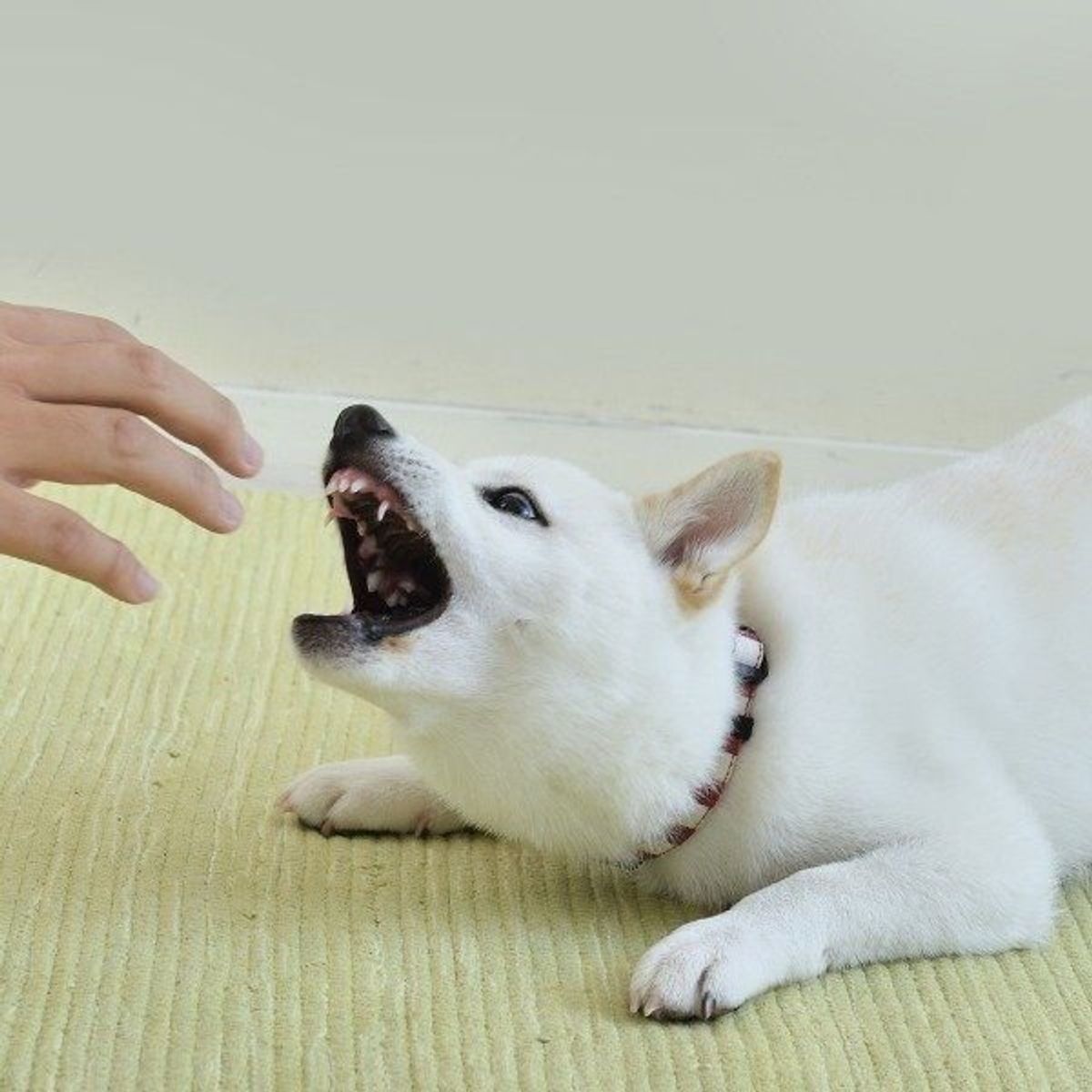 犬に噛まれたときに絶対してはいけない3つのこと いぬのきもちweb Magazine 犬に噛まれたときに絶対してはいけない3つのこと いぬのきもちweb Magazine