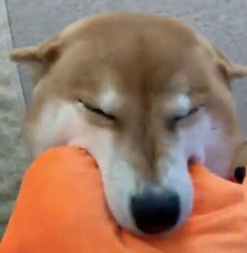 とっさにクッションをくわえるすずちゃん