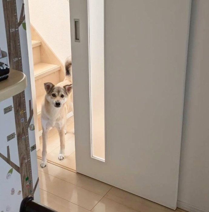 散歩に行くまでついてくるめるちゃん