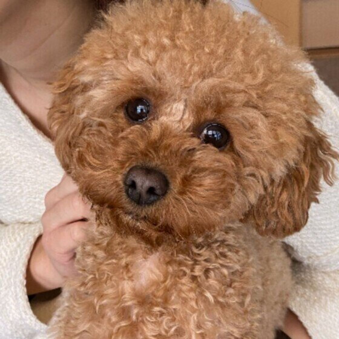 トイ プードル部門 21年人気名前ランキング発表 二文字の名前が続々登場 いぬのきもちweb Magazine トイ プードル部門 21年人気名前ランキング発表 二文字の名前が続々登場 いぬのきもちweb Magazine