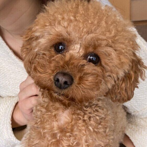 なでられるトイ・プードル