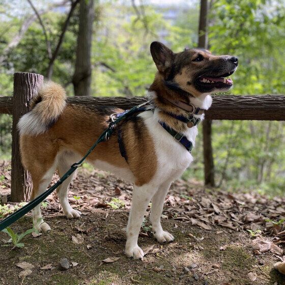 お散歩中のウニちゃん