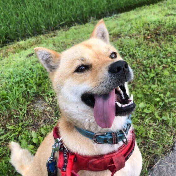 散歩する北海道犬