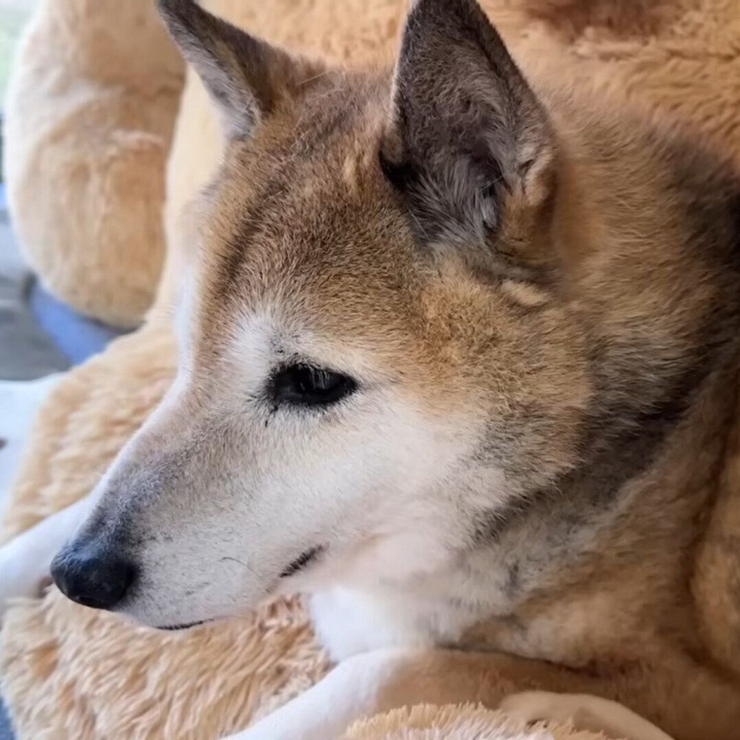 猫たちを眺めるリキくん