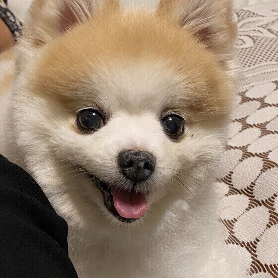 犬の異常なよだれや口の異変は注意！ 体調不良に気がつくサインとは いぬのきもち