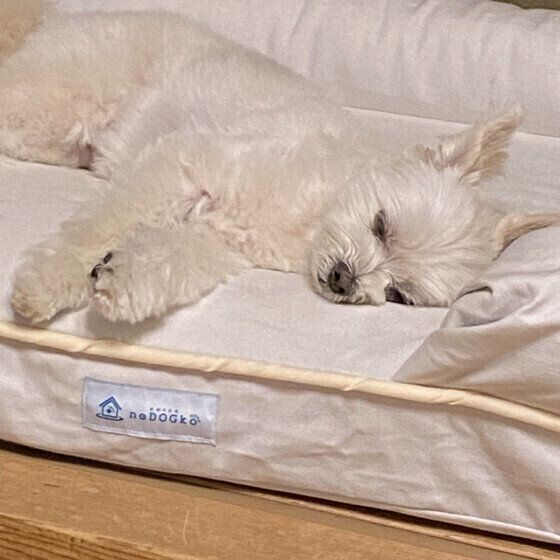 スヤスヤ眠っているロキちゃん